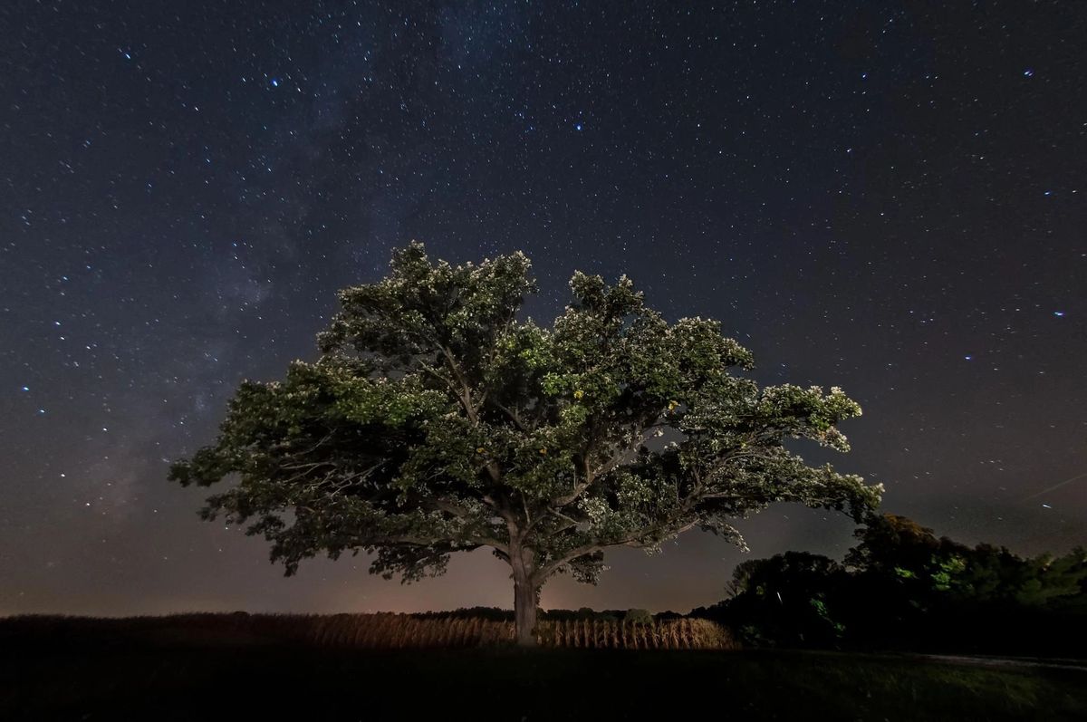 A large tree under a night sky full of stars, with a dark field below.