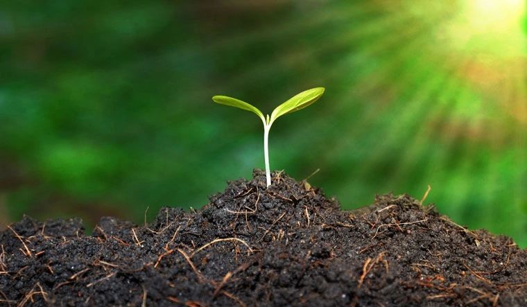 A young seedling with two leaves growing from a mound of dark soil, against a blurred green background.